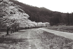 阿賀川の桜