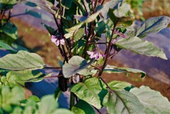 茄子の花