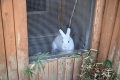 50mmレンズ1本で動物園めぐり