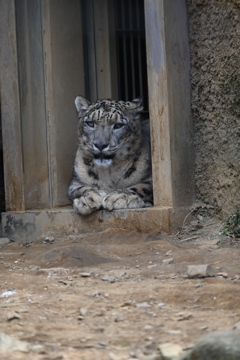 ユキヒョウ