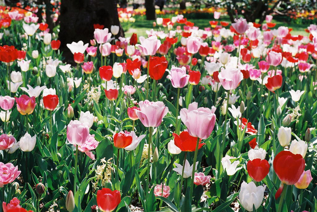 昭和記念公園にて