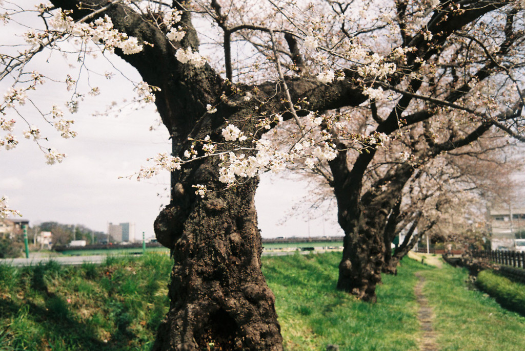 桜