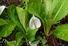 水芭蕉