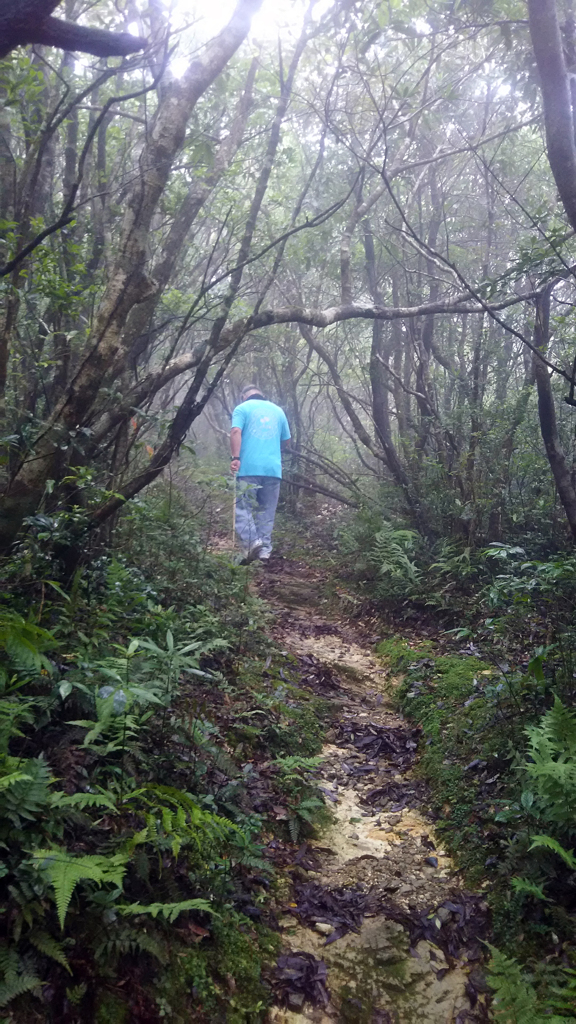 湯湾岳登山道