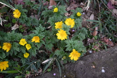 百草園にて