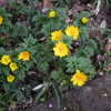 百草園にて