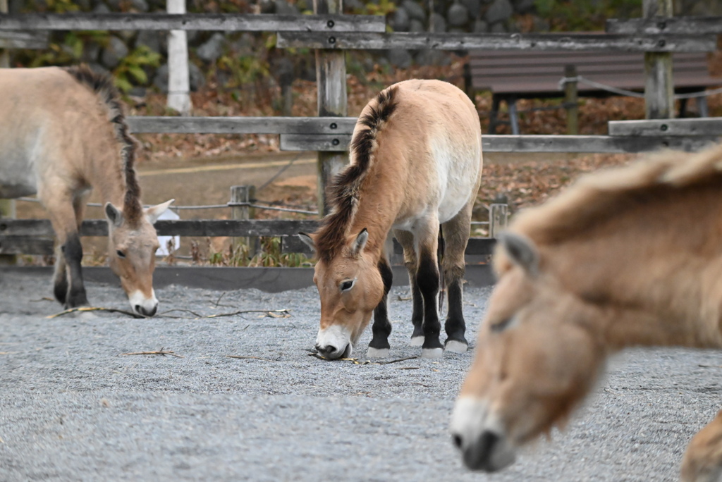 モウコノウマ