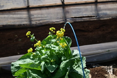 菜の花