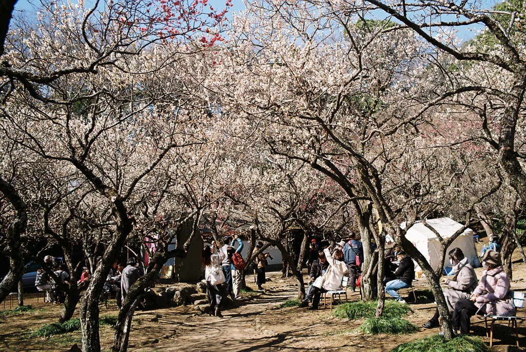 谷保天満宮にて