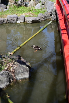 カモ