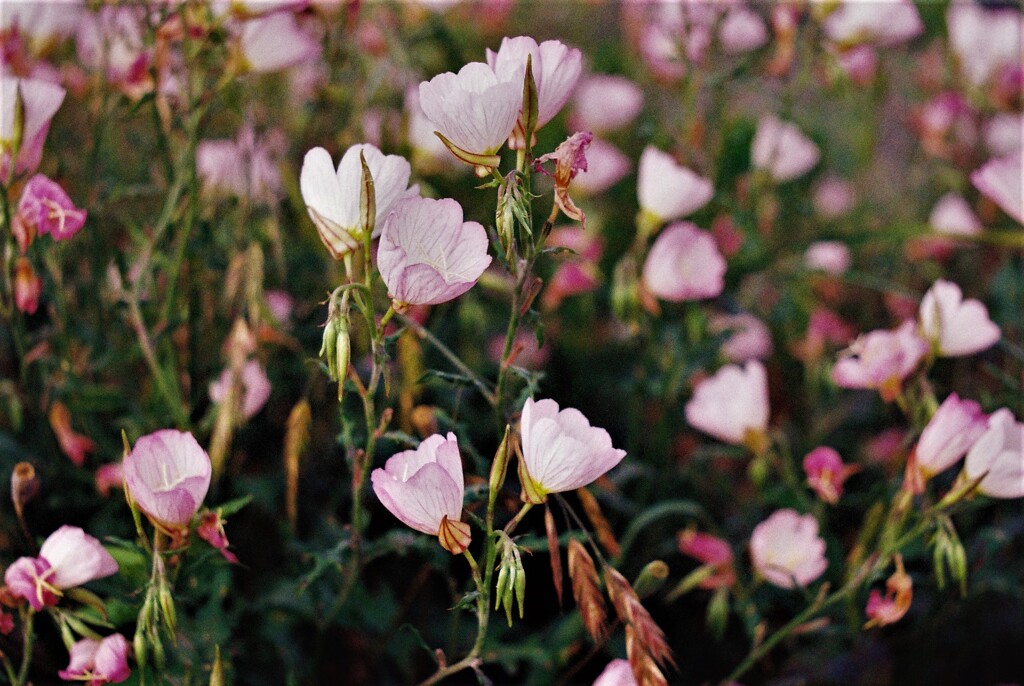 ライカで接写をやってみた