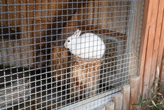 50mmレンズ1本で動物園めぐり