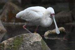 クロツラヘラサギ