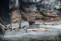 コツメカワウソ