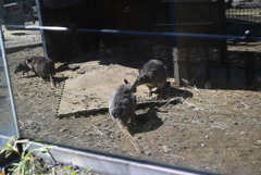 50mmレンズ1本で動物園めぐり