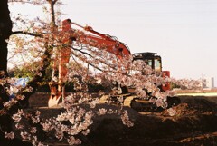 桜⑦