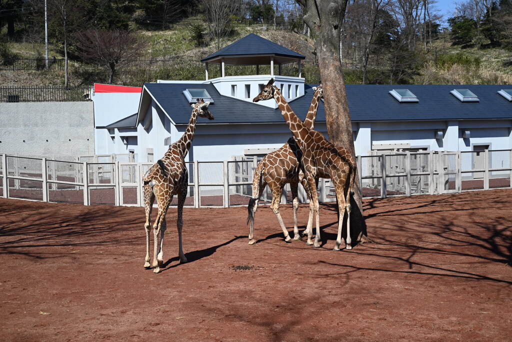 50mmレンズ1本で動物園めぐり