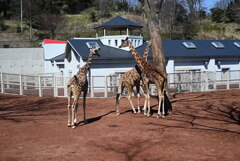 50mmレンズ1本で動物園めぐり
