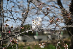 桜