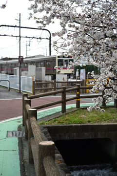 桜と電車