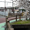 桜と電車