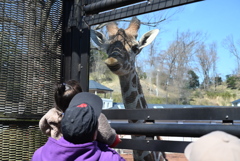 50mmレンズ1本で動物園めぐり