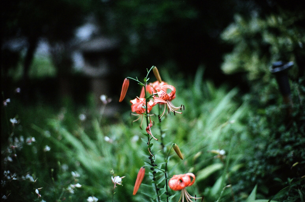 百合