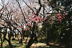 谷保天満宮にて