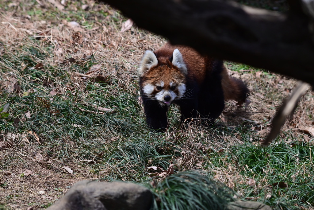 レッサーパンダ
