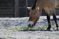 モウコノウマ