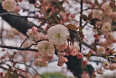 八重桜