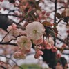 八重桜