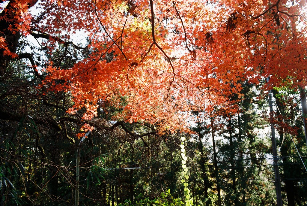 紅葉