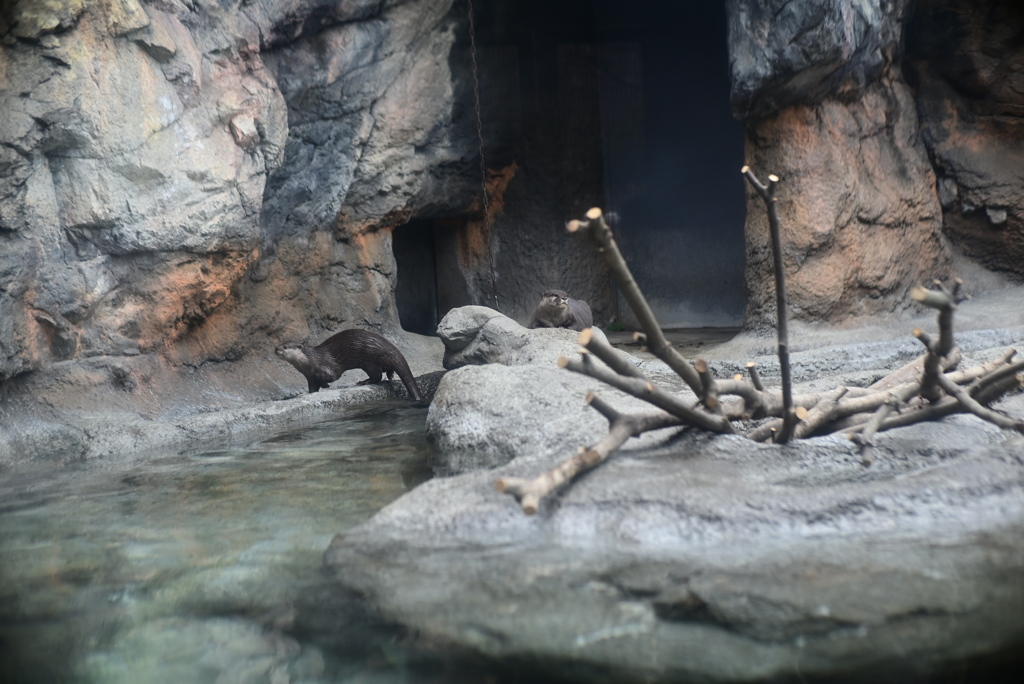 コツメカワウソ