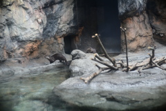 コツメカワウソ