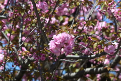 八重桜