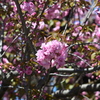 八重桜