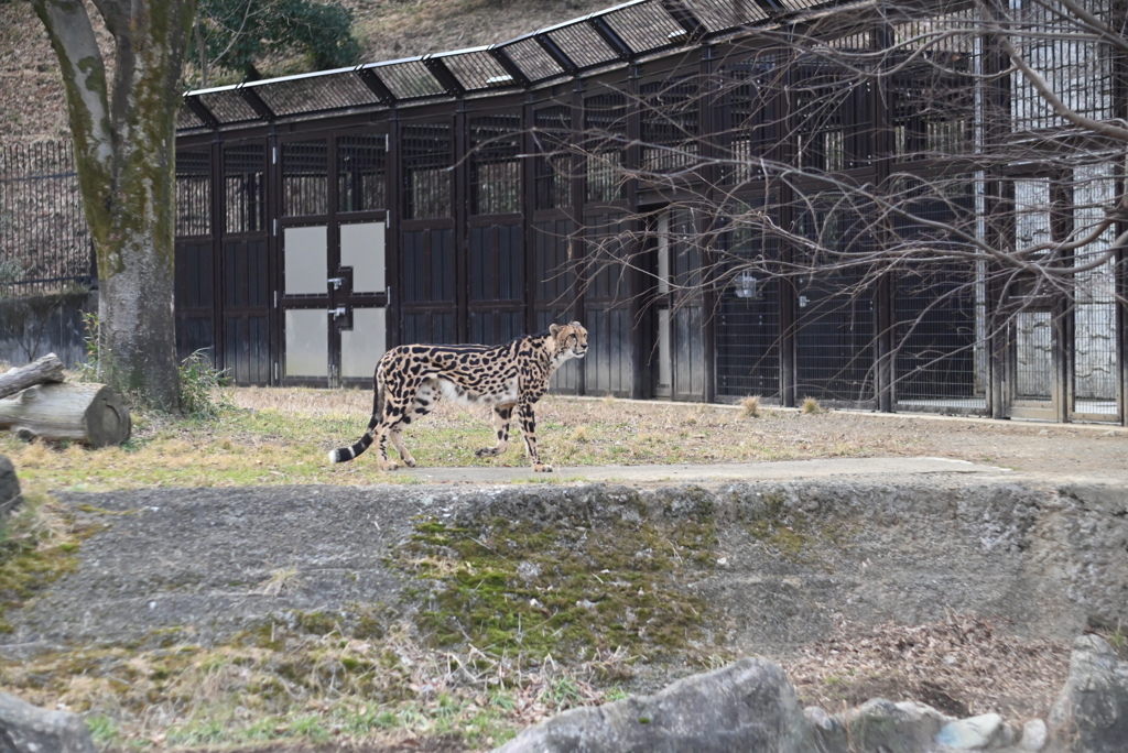 チーター④
