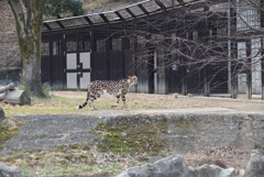 チーター④