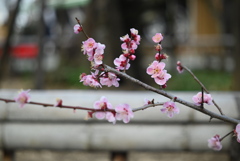 百草園にて