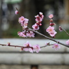百草園にて