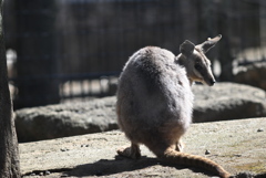 オーストラリア園にて