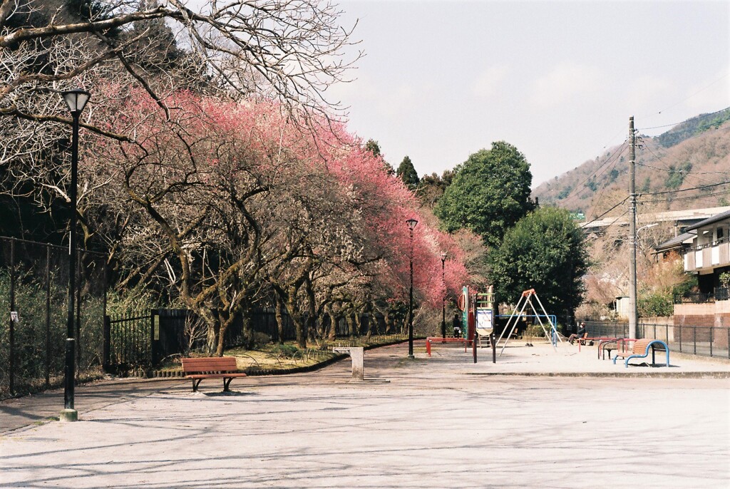 高尾梅郷遊歩道④