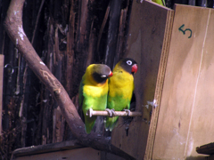 キエリクロボタンインコ