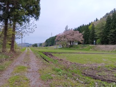 奥会津は桜が満開