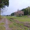 奥会津は桜が満開