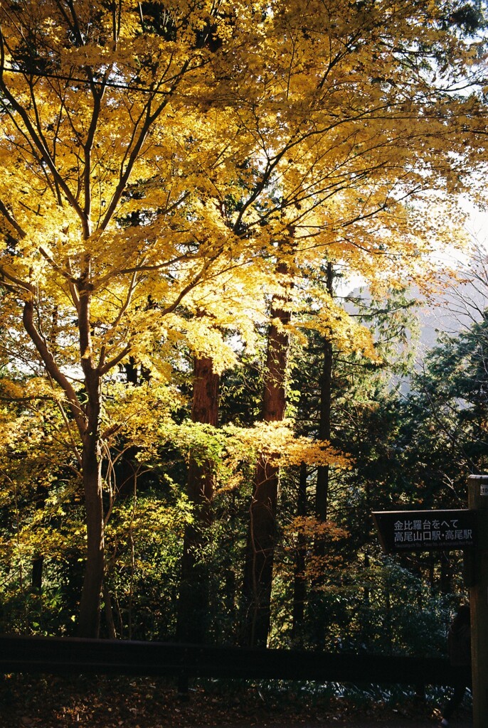 紅葉㉓