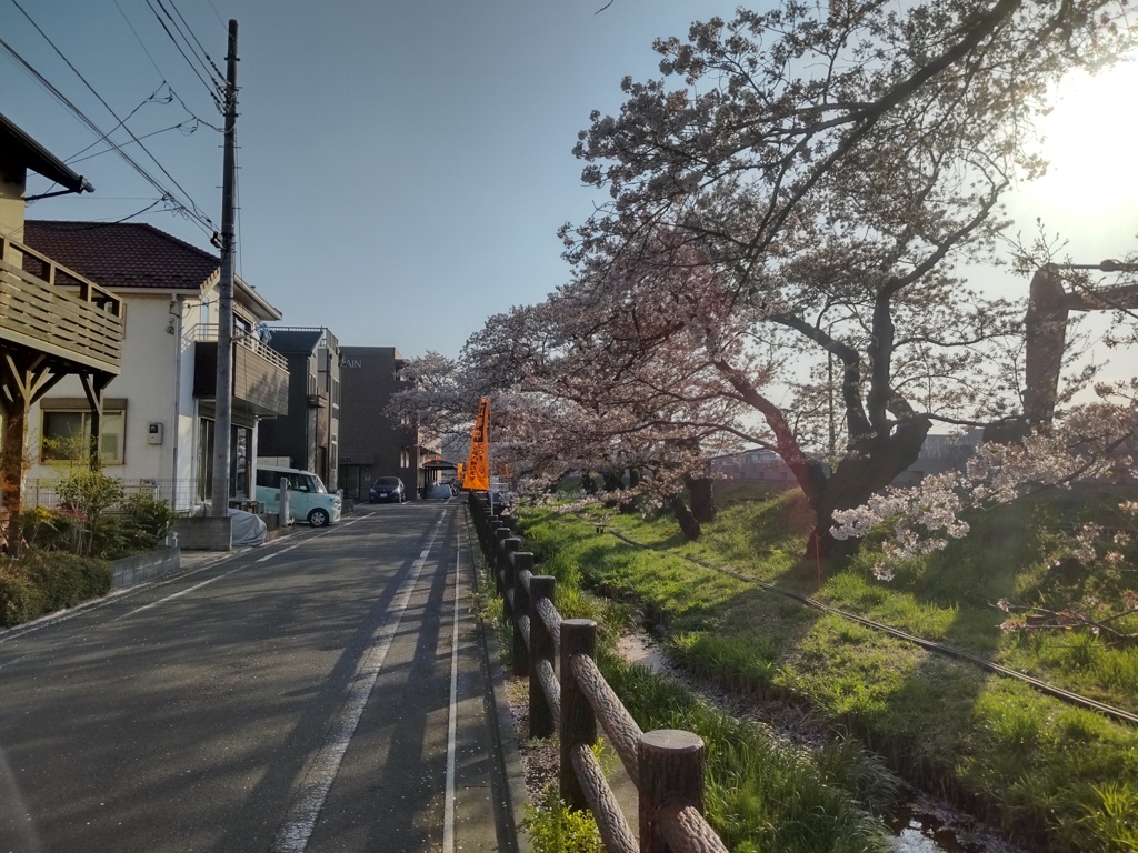 桜①