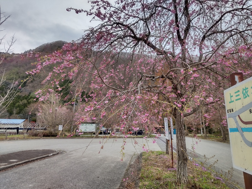 枝垂桜