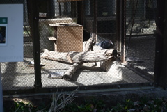 50mmレンズ1本で動物園めぐり